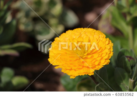 Calendula 63853562