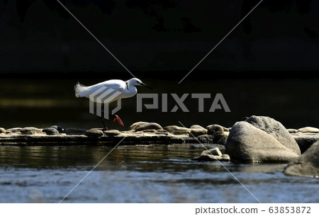 Egret, bird, animal 63853872