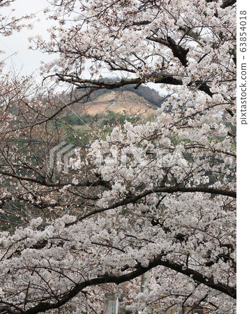 Cherry blossoms and capital letter mountain on the road of philosophy Cherry blossoms and capital letter mountain on the road of philosophy 63854018