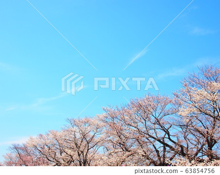 Blue sky and cherry blossom trees 63854756