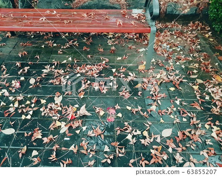 Deciduous rain Deciduous rain 63855207