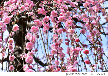 Spring flower plum 63855321