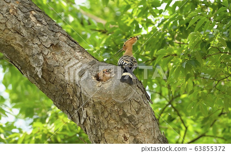 Hoopoe, animal, bird Hoopoe, animal, bird 63855372