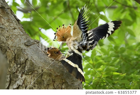戴勝,動物,鳥 戴勝,動物,鳥 63855377
