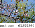 春花003 63855869