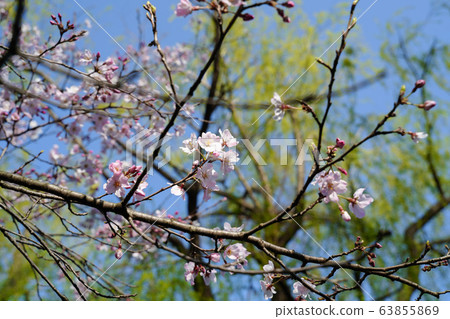 春花003 春花003 63855869