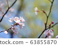 春花004 63855870