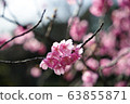 春花005 63855871