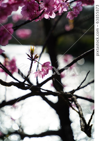 春花007 春花007 63855873