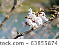 春花008 63855874