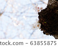 春花009 63855875
