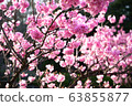 春花010 63855877