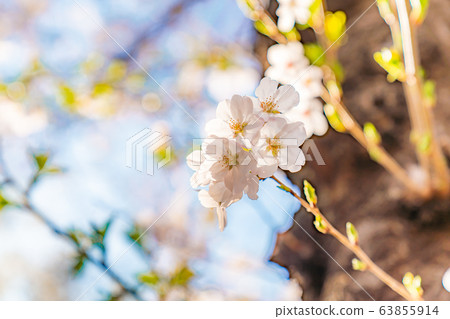 Spring in Japan Cherry blossoms along the Shakujii River in Itabashi-ku, Tokyo Spring in Japan Cherry blossoms along the Shakujii River in Itabashi-ku, Tokyo 63855914