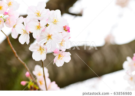 Spring flowers: Cherry blossoms 63856980