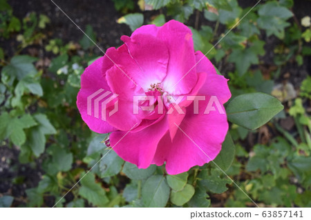 Multicolour roses with amazing combination Multicolour roses with amazing combination 63857141