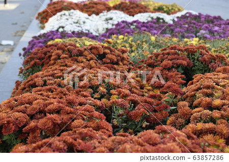 Flowerbed in garden with colorful chrysanthemum Flowerbed in garden with colorful chrysanthemum 63857286