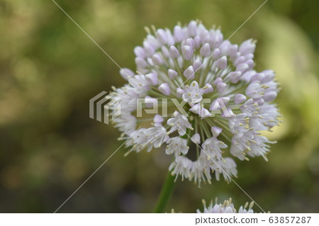 Selective focus on blooming onion flower with Selective focus on blooming onion flower with 63857287
