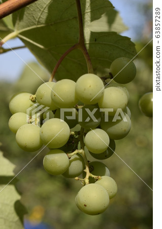 Vine and bunch of white grapes in garden 63857289