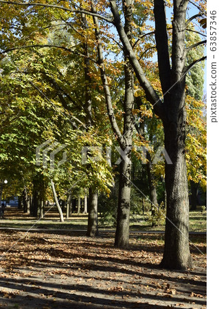 Path in autumn park with golden leaves on sunny 63857346