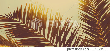 Tropical palm tree leaves in hot summer day as vintage background, summer nature and travel 63859488