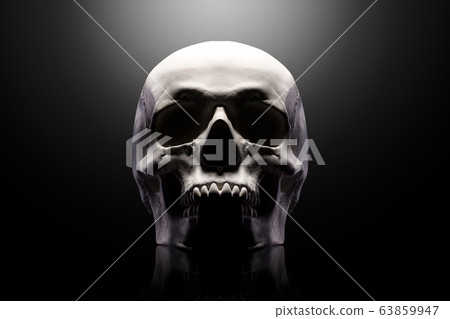Front view of gypsum model of the human skull Front view of gypsum model of the human skull 63859947