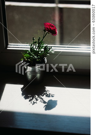 One flower is a red buttercup in a flowerpot-bucket on a windowsill in the sunlight and blur and its 63860017