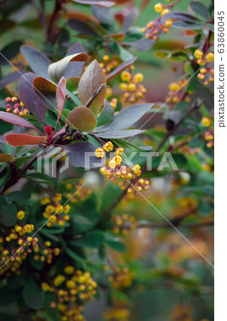 Beautiful photo of a bush with yellow flowers of mahonia after rain with selective focus and bokeh Beautiful photo of a bush with yellow flowers of mahonia after rain with selective focus and bokeh 63860045