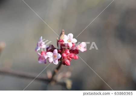 Arrowwood Dawn 63860365