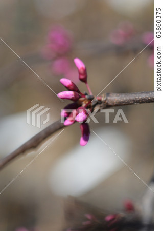 Eastern Redbud Lavender Twist 63860375