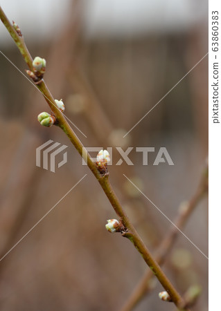 Agen Plum tree 63860383