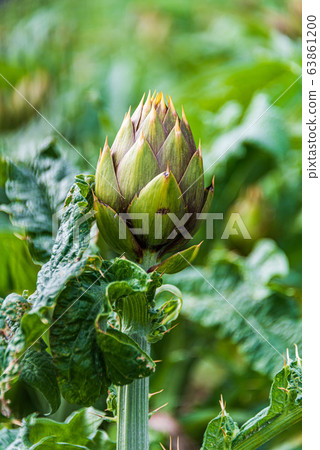 Artichoke plant 63861200