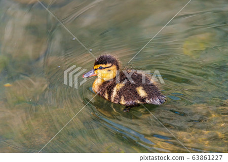 One Duckling on a river One Duckling on a river 63861227