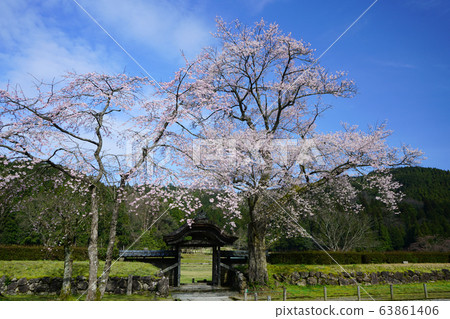 朝倉考古遺址Karamon Light Ink Sakura 63861406