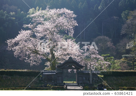 朝倉考古遺址Karamon Light Ink Sakura 63861421