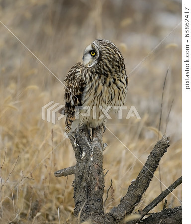 Owl, Owl, Natural Monument Owl, Owl, Natural Monument 63862417