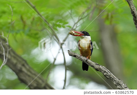 藍虎,翠鳥,候鳥 藍虎,翠鳥,候鳥 63862570