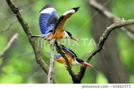 藍虎,翠鳥,候鳥 藍虎,翠鳥,候鳥 63862571