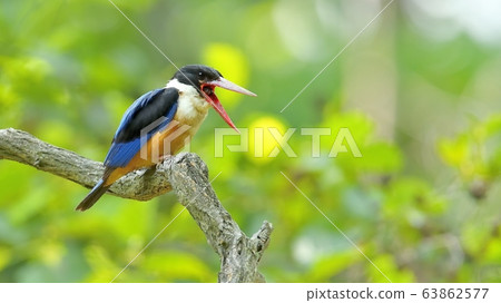 藍虎，翠鳥，候鳥 63862577