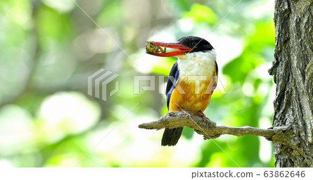 Blue Tiger, Kingfisher, Migratory Bird 63862646