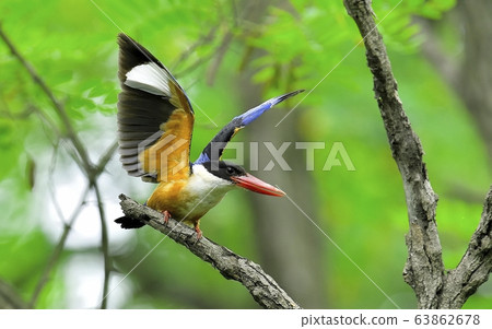 Blue Tiger, Kingfisher, Migratory Bird Blue Tiger, Kingfisher, Migratory Bird 63862678