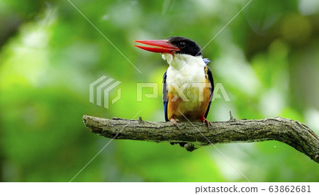 Blue Tiger, Kingfisher, Migratory Bird Blue Tiger, Kingfisher, Migratory Bird 63862681