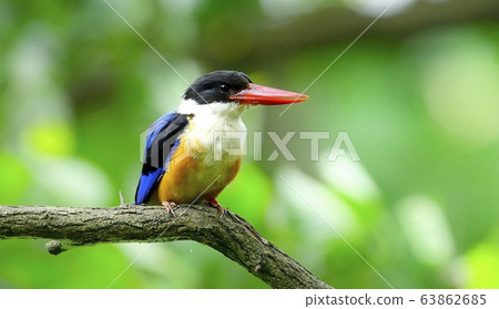 Blue Tiger, Kingfisher, Migratory Bird 63862685