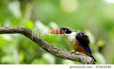 Blue Tiger, Kingfisher, Migratory Bird 63862686
