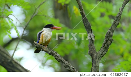 Blue Tiger, Kingfisher, Migratory Bird Blue Tiger, Kingfisher, Migratory Bird 63862687