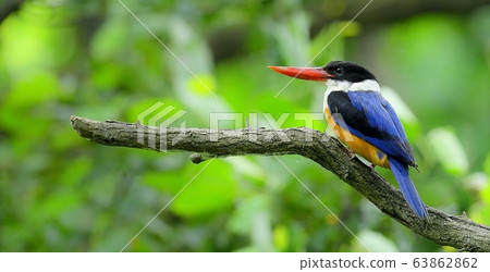 Blue Tiger, Kingfisher, Migratory Bird Blue Tiger, Kingfisher, Migratory Bird 63862862