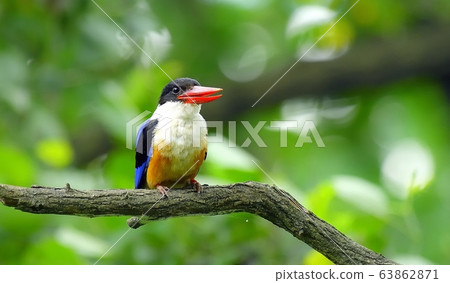藍虎,翠鳥,候鳥 藍虎,翠鳥,候鳥 63862871