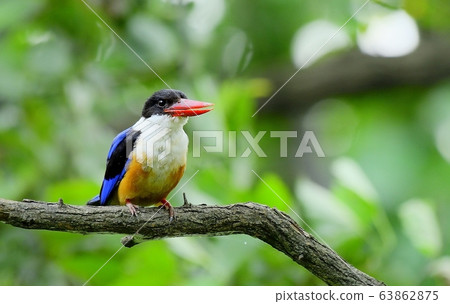 藍虎,翠鳥,候鳥 藍虎,翠鳥,候鳥 63862875