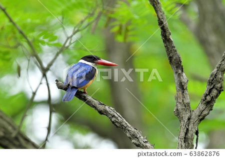 藍虎,翠鳥,候鳥 藍虎,翠鳥,候鳥 63862876