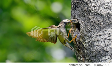 Starling, bird, animal Starling, bird, animal 63862992