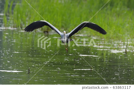 Heron, bird, animal 63863117